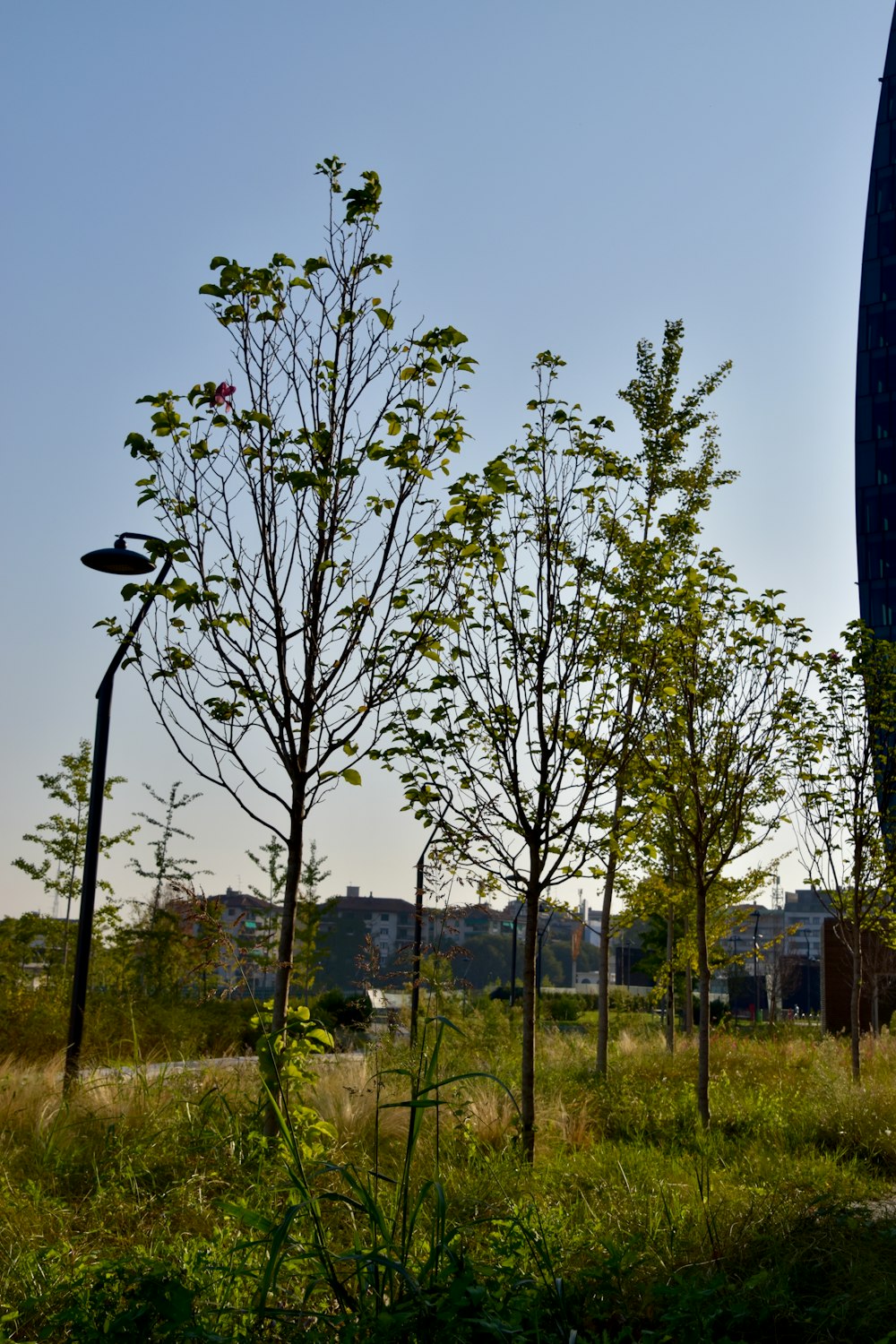 a grassy area with trees and a building in the background