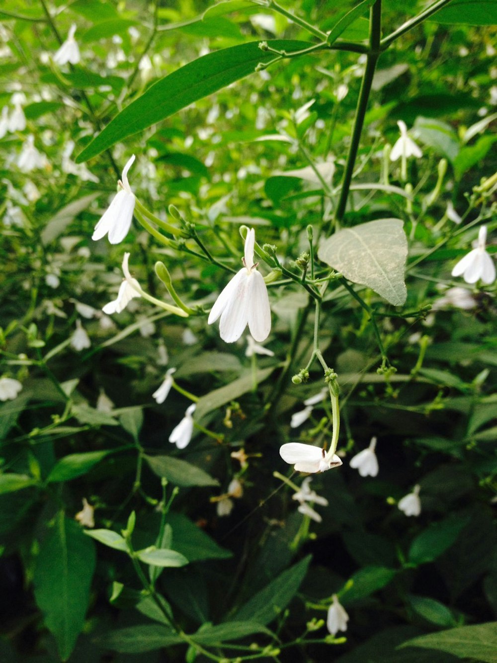 a group of white flowers that are in the grass