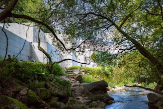 A serene natural setting with a gentle stream flowing next to a concrete wall. The scene is framed by lush green trees and vegetation, and large rocks are scattered along the stream's edge, creating a peaceful atmosphere.