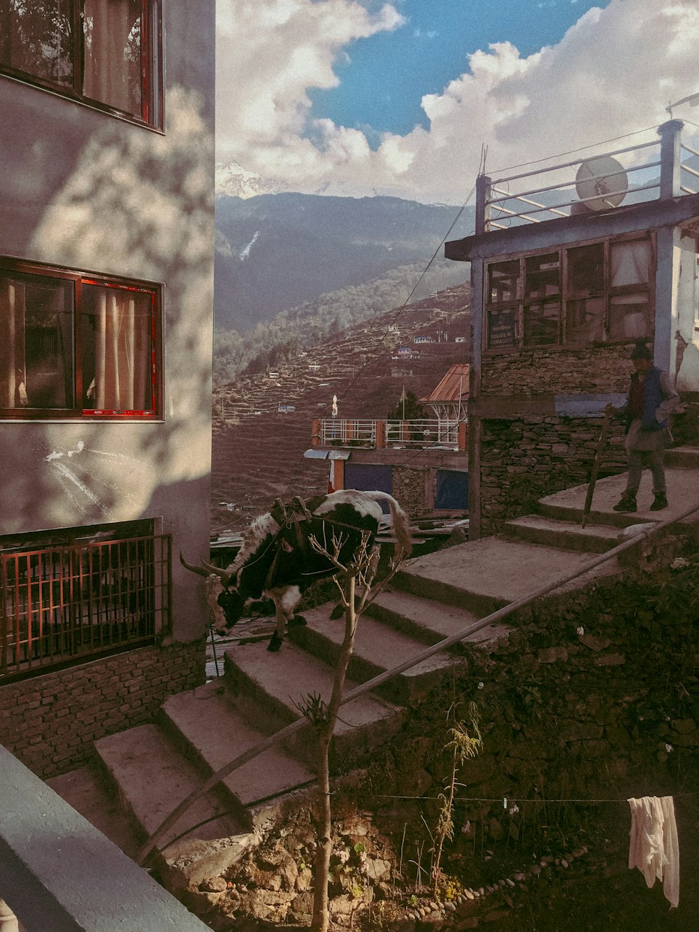 a man walking up a flight of stairs next to a cow