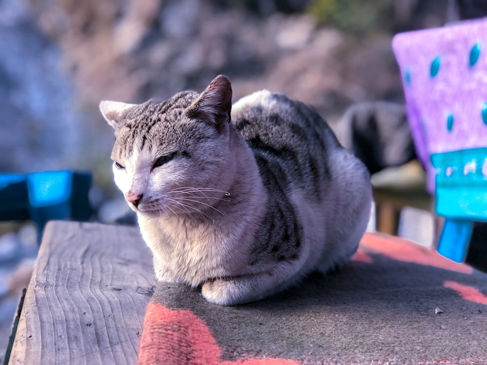 a cat is sitting on a wooden bench