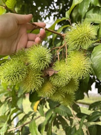 A hand is holding a branch of a tree with several rambutan fruits. The rambutans are in their unripe green state, with spiky, hairy exteriors. The background consists of green leaves and foliage.