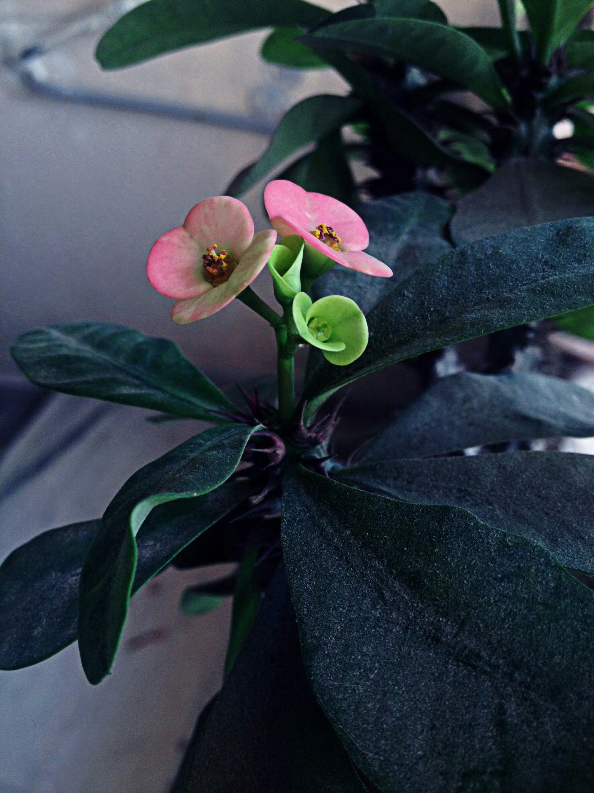 Молочай Мілі — Euphorbia milii