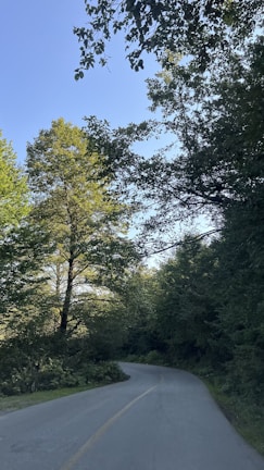 A winding road cutting through a lush green forest under a bright sky.