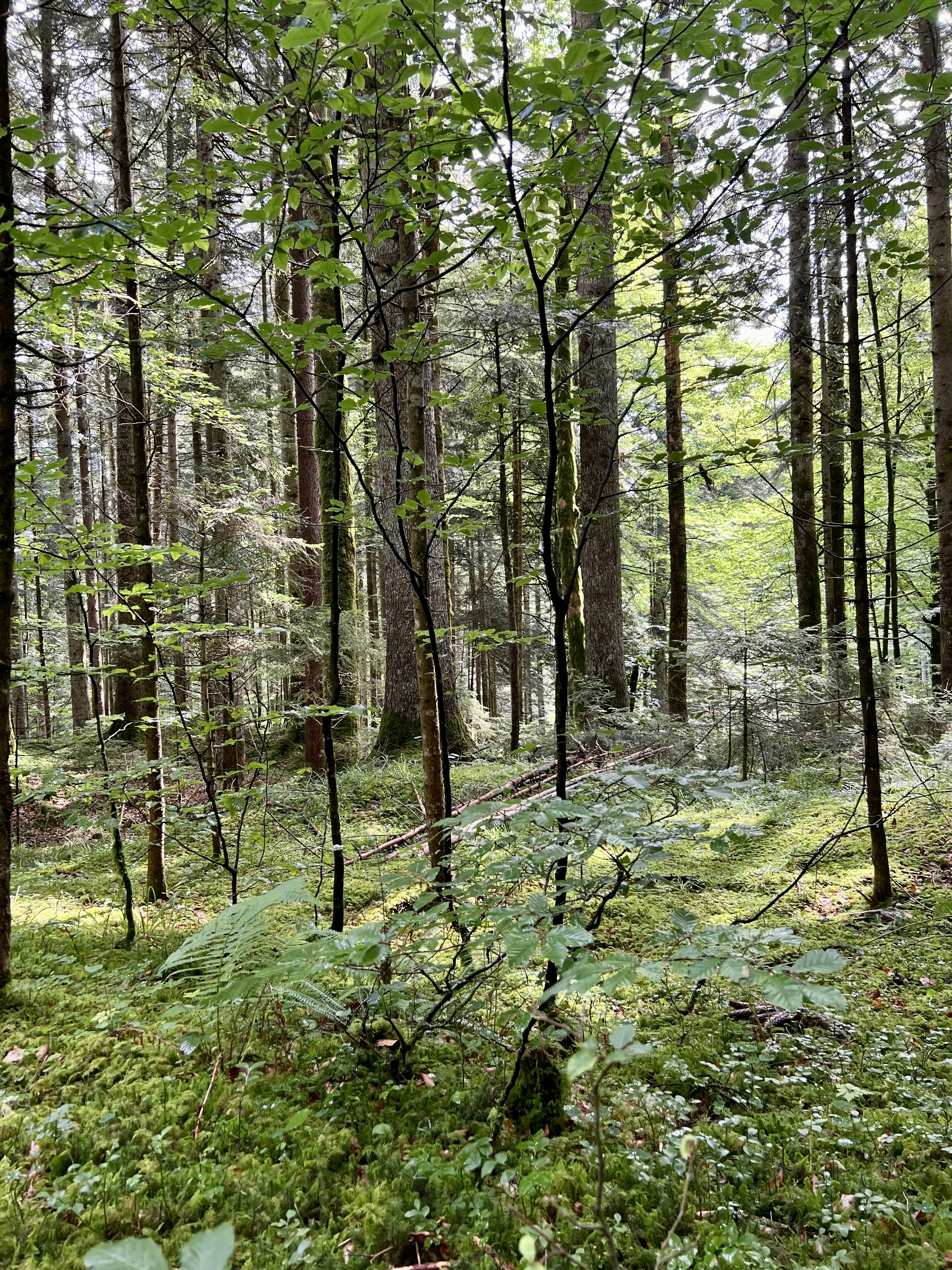 Photo by jeanpaulgoossens