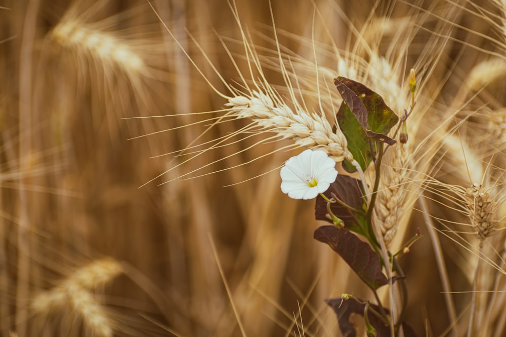 uma flor branca em um campo de trigo