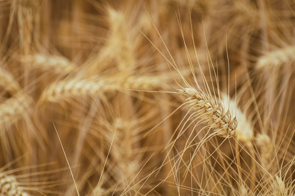 a close up of a bunch of wheat