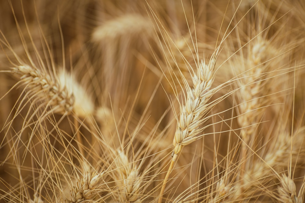 um close up de um cacho de trigo em um campo