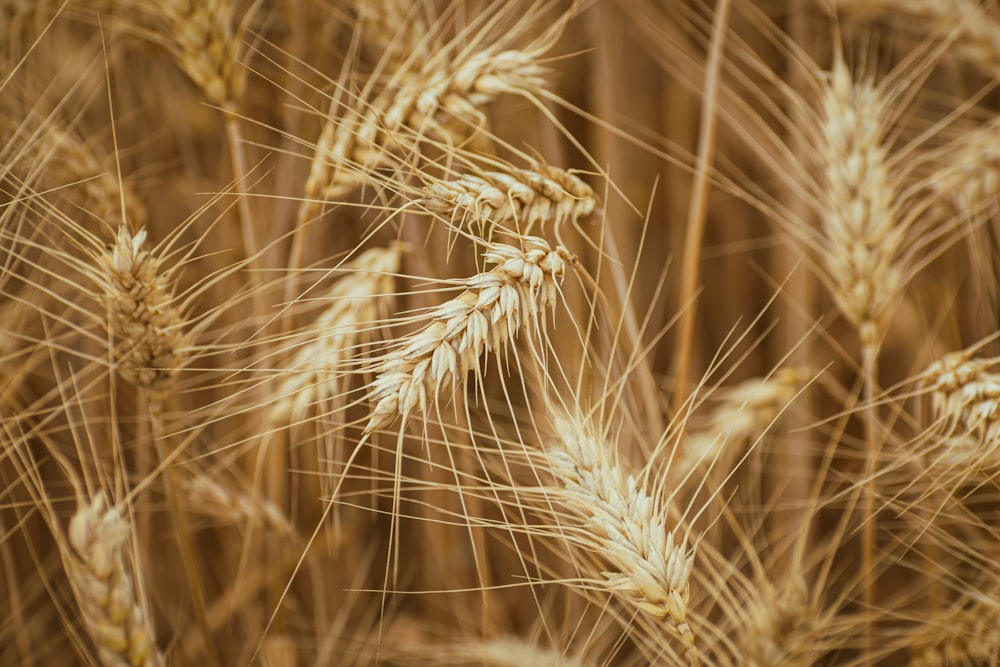 a close up of a bunch of wheat