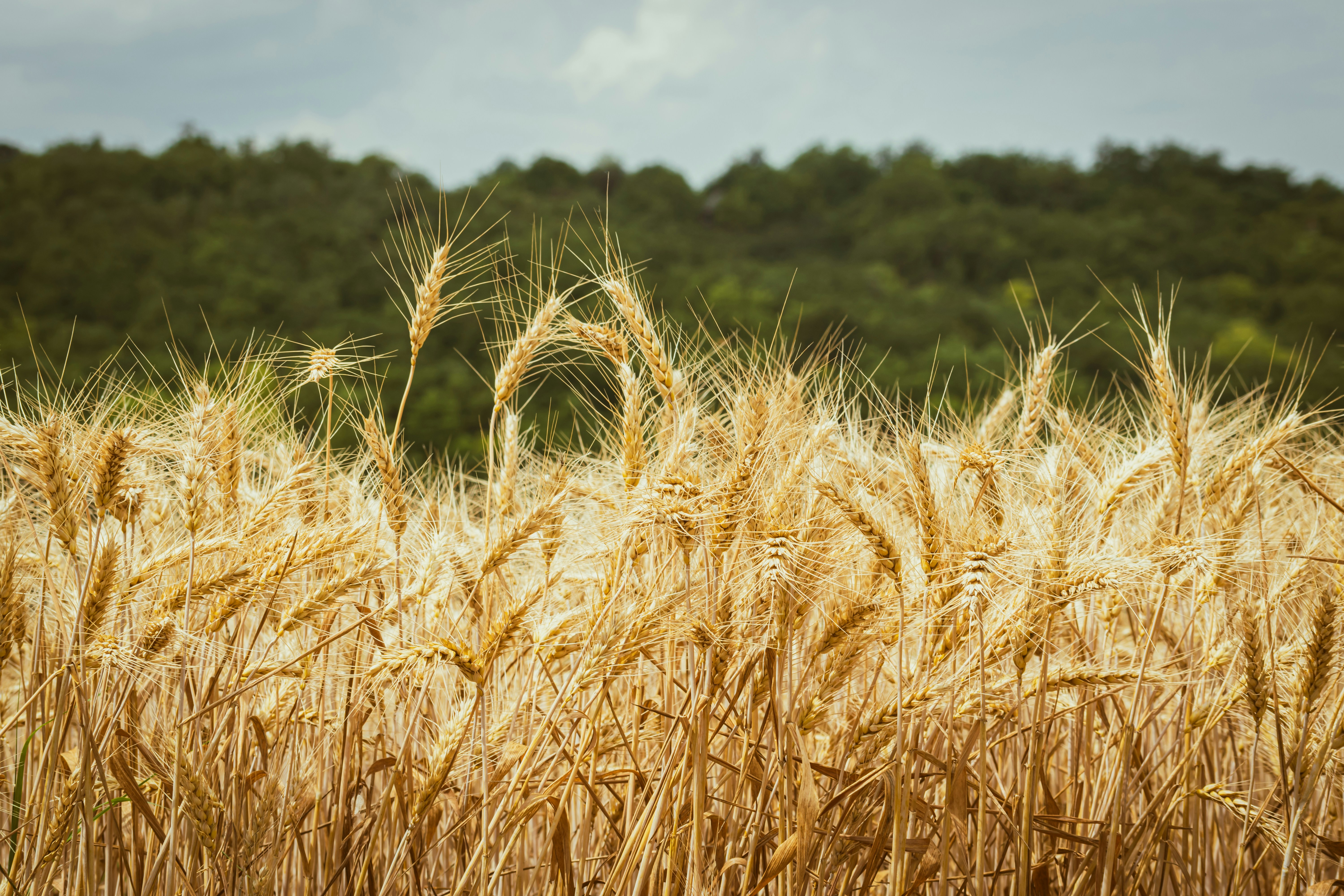 a field of wheat with trees in the background