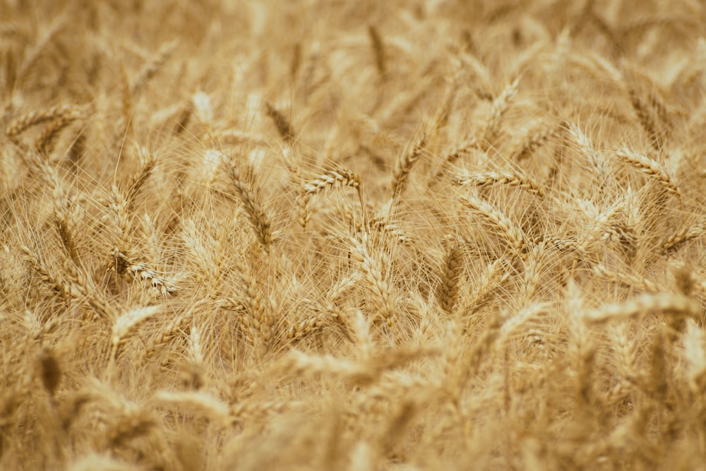 a close up of a field of wheat
