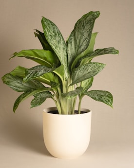 a green plant in a white pot on a table