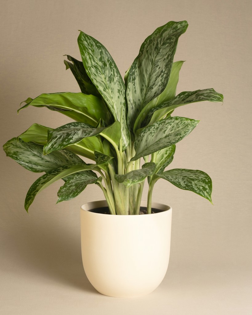 Earthtone Planter