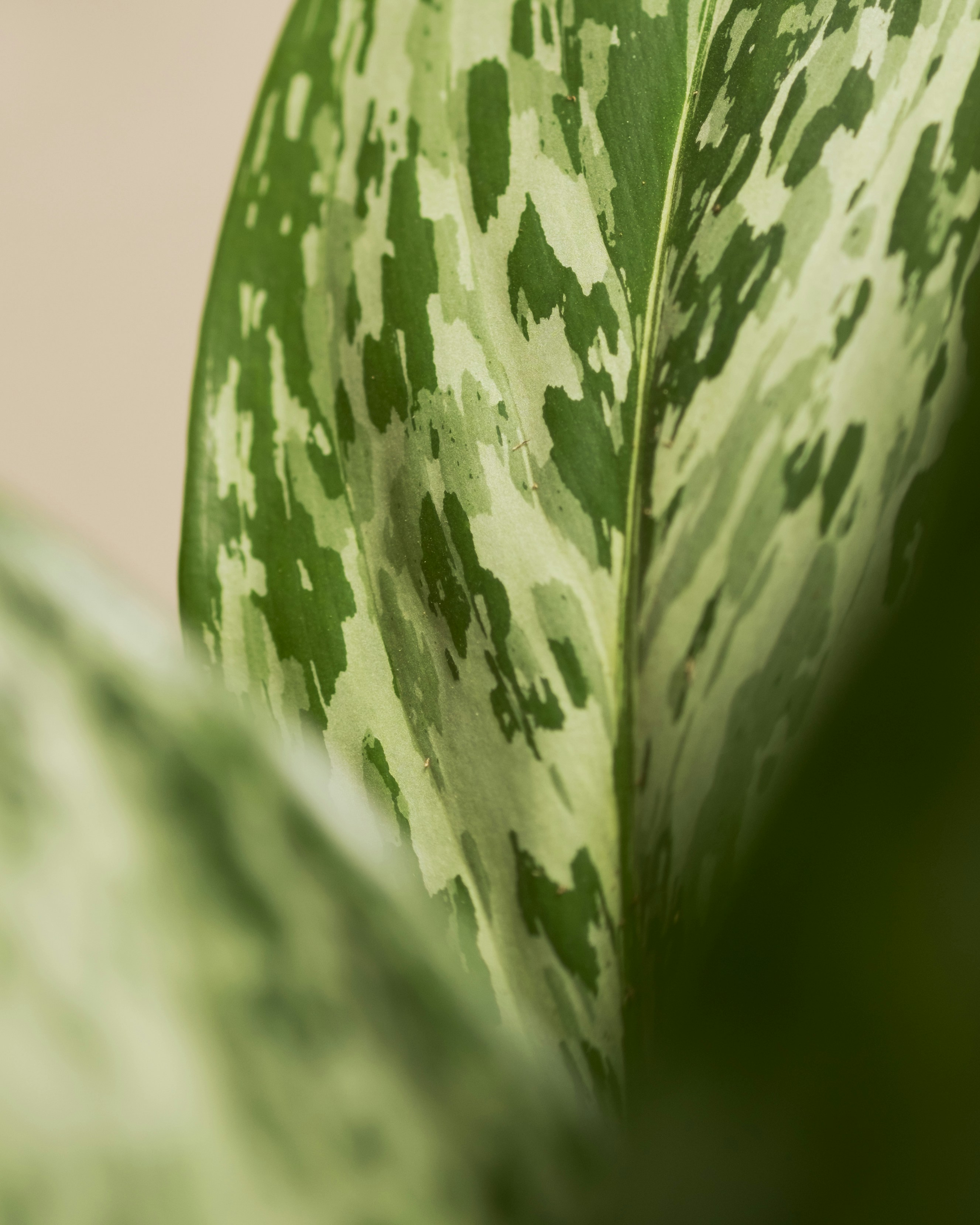 Photo by feeypflanzen