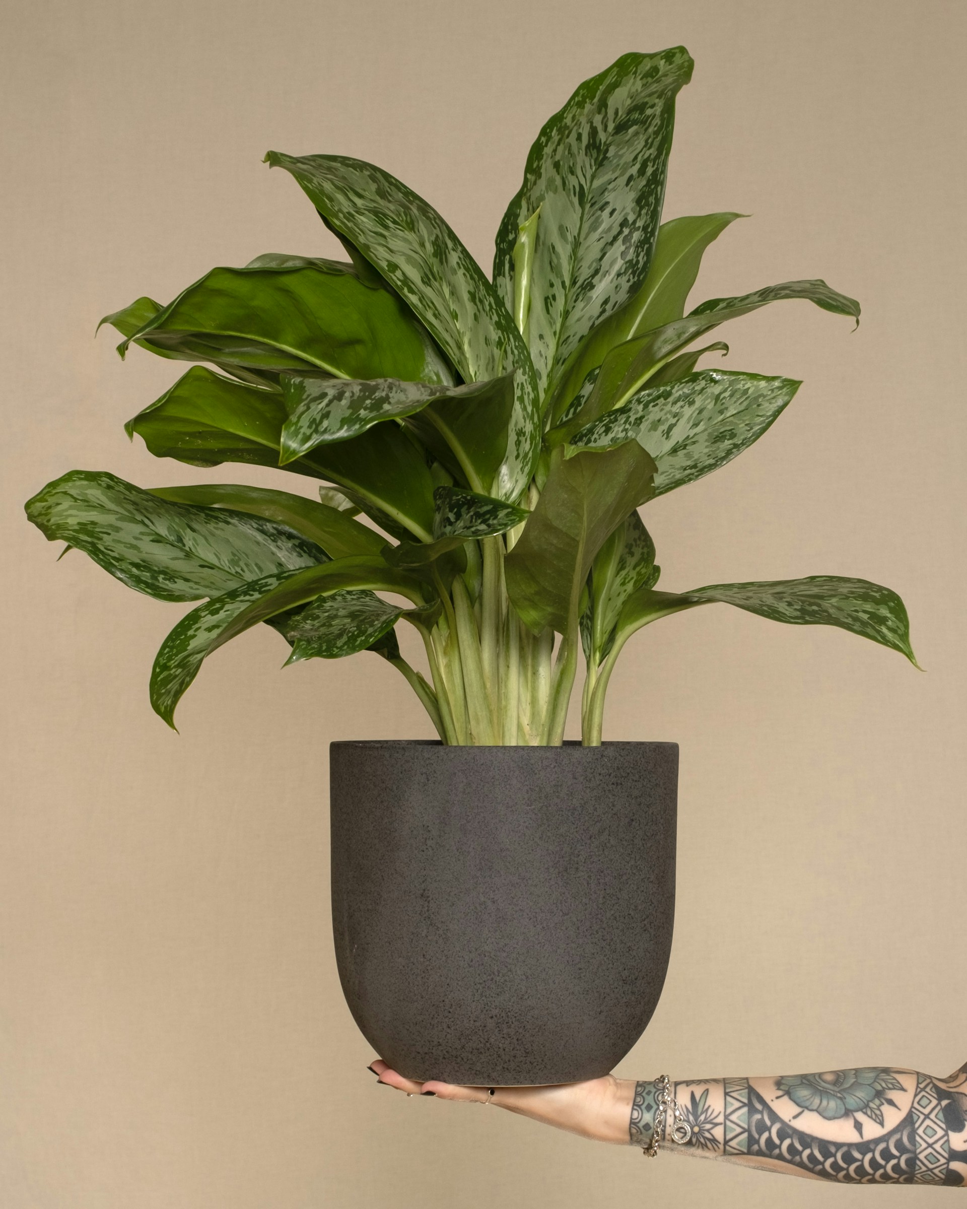 A vibrant neo-traditional tattoo featuring a blooming wild sage plant with cream and green tones, blending nature and bold outlines.