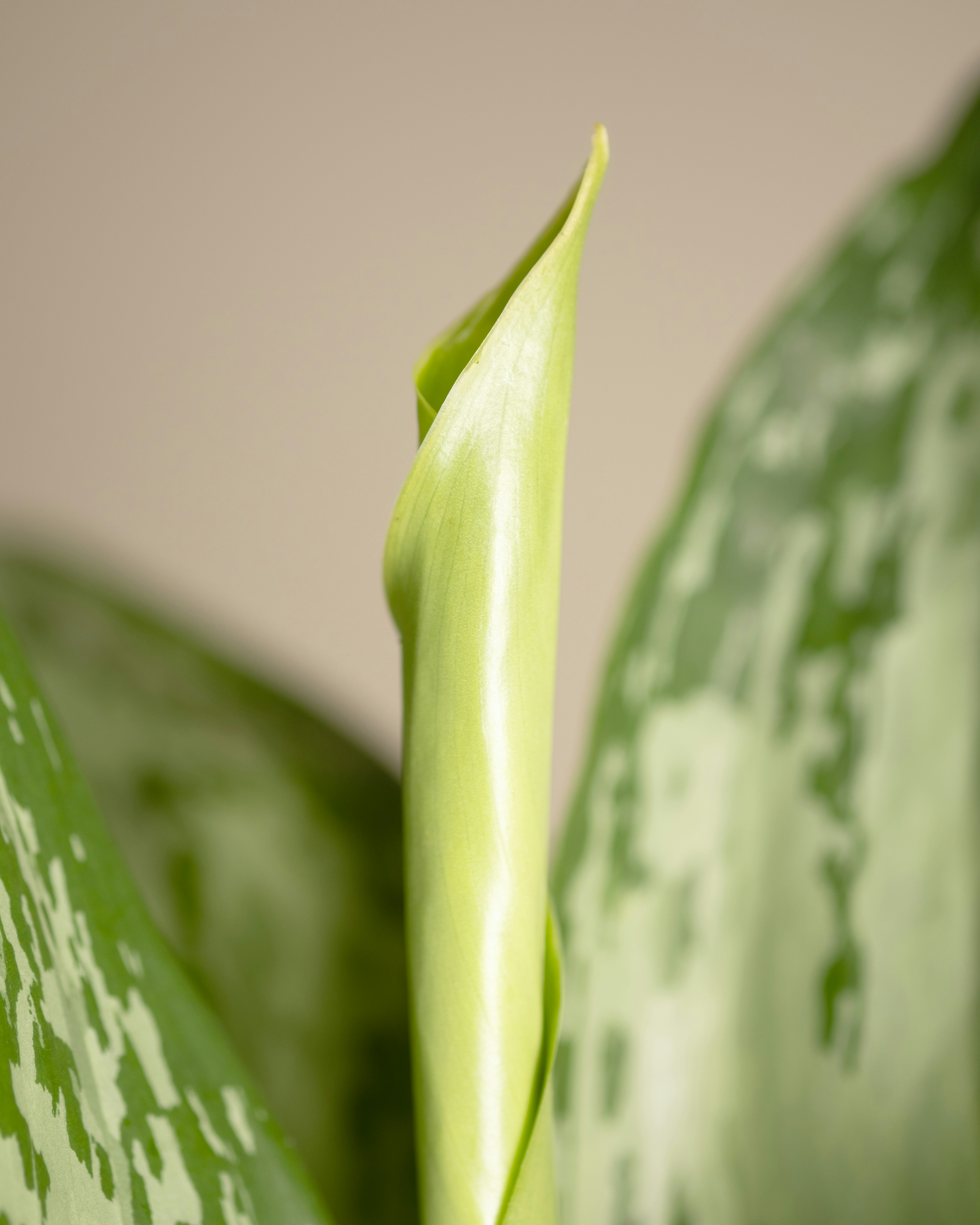 Photo by feeypflanzen