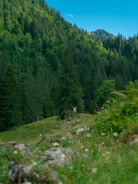A lush green forest landscape with dense trees covering rolling hills. The sky is clear and blue, adding a bright contrast to the deep green foliage. A small wooden lookout or hunting blind is located in the middle distance, set against the verdant backdrop.