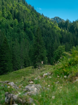 A lush green forest landscape with dense trees covering rolling hills. The sky is clear and blue, adding a bright contrast to the deep green foliage. A small wooden lookout or hunting blind is located in the middle distance, set against the verdant backdrop.