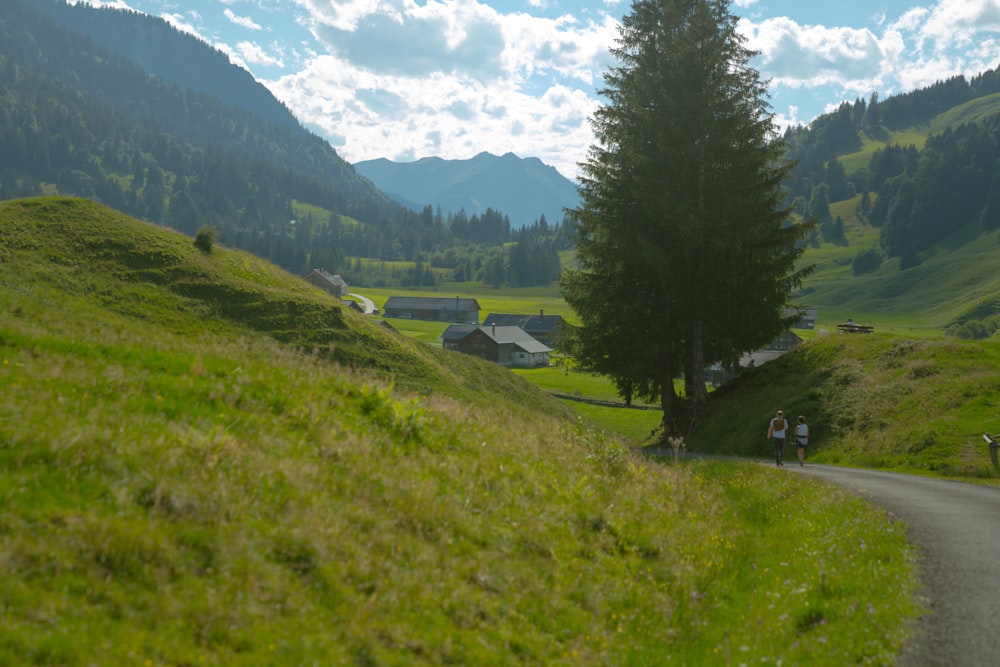 a road going through a lush green valley