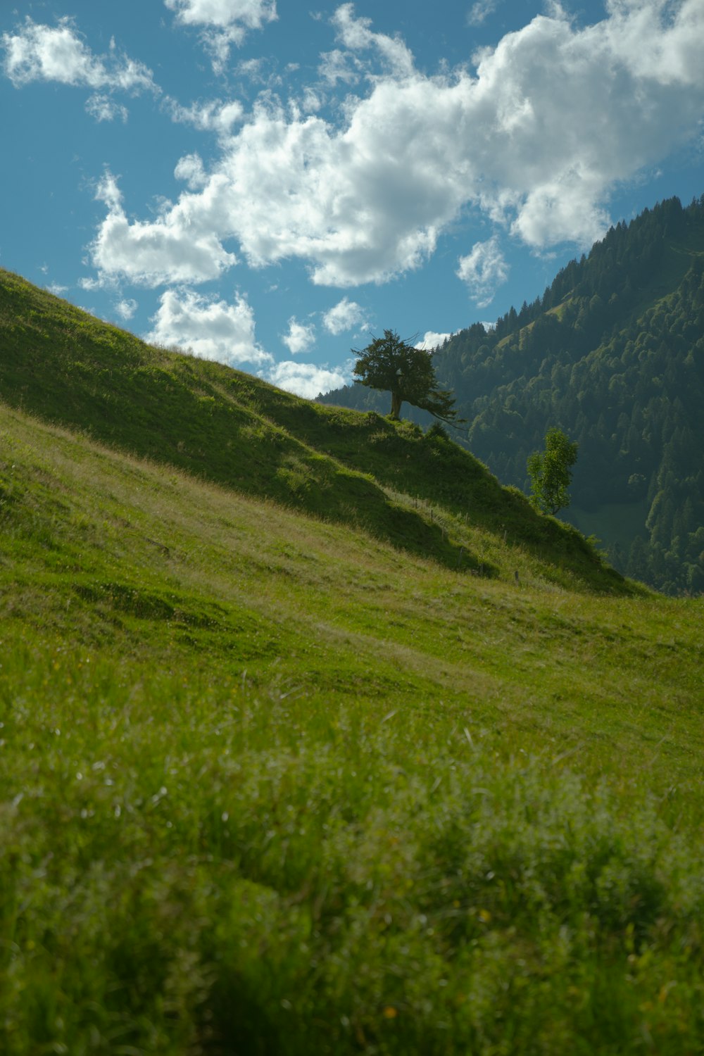 a lone tree on a grassy hill under a cloudy sky