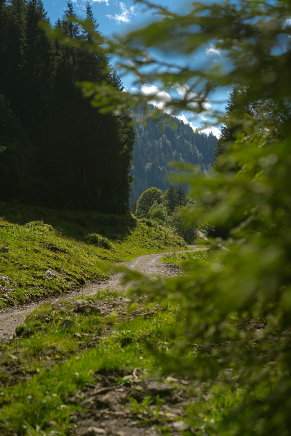 a dirt road in the middle of a lush green forest