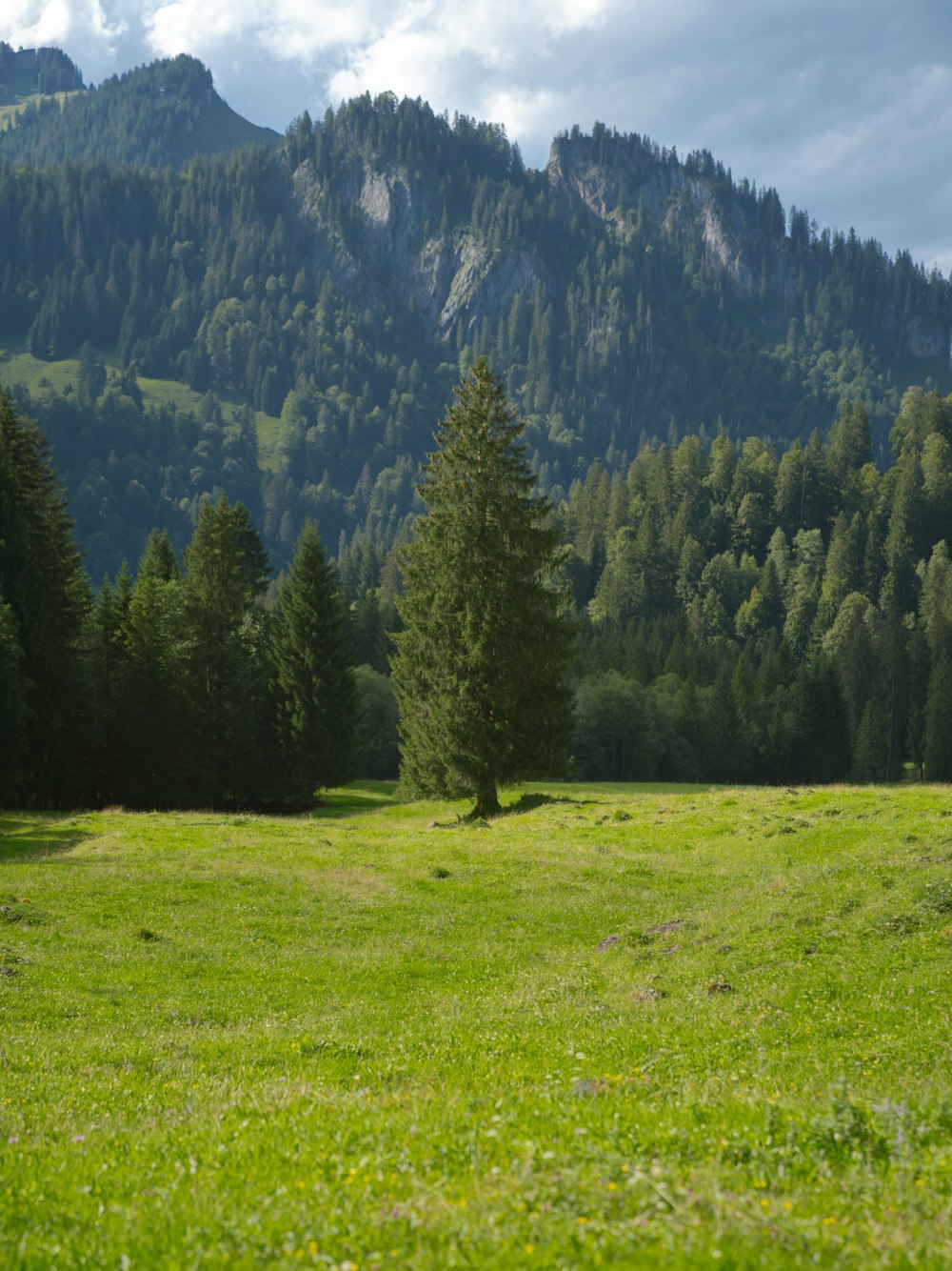 a grassy field with trees and mountains in the background