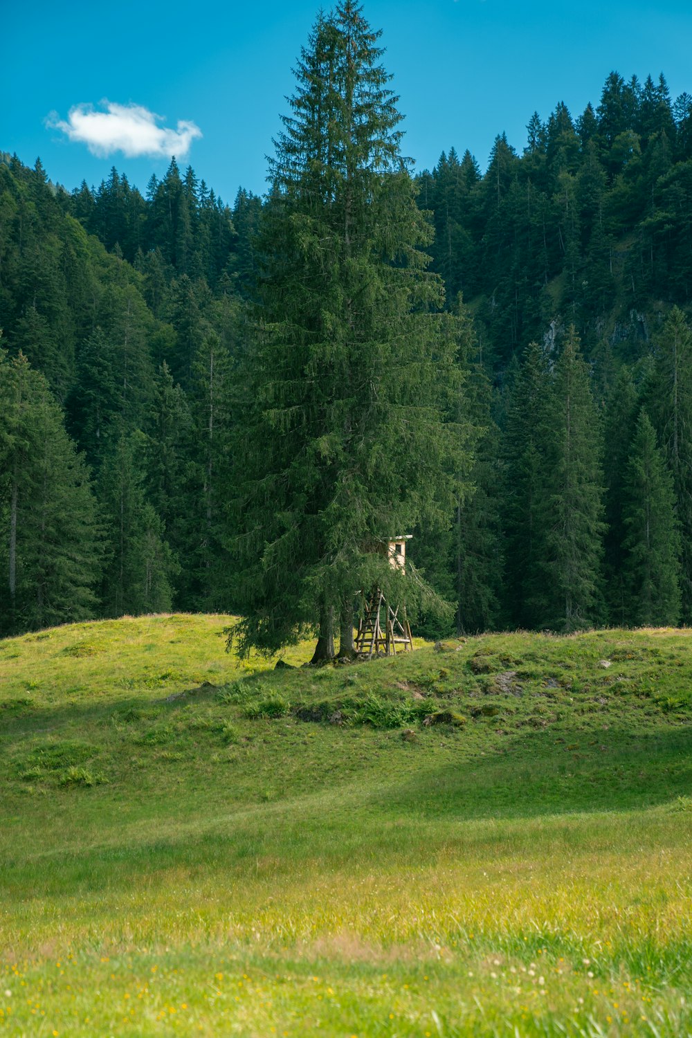 a cow standing on a lush green hillside next to a forest