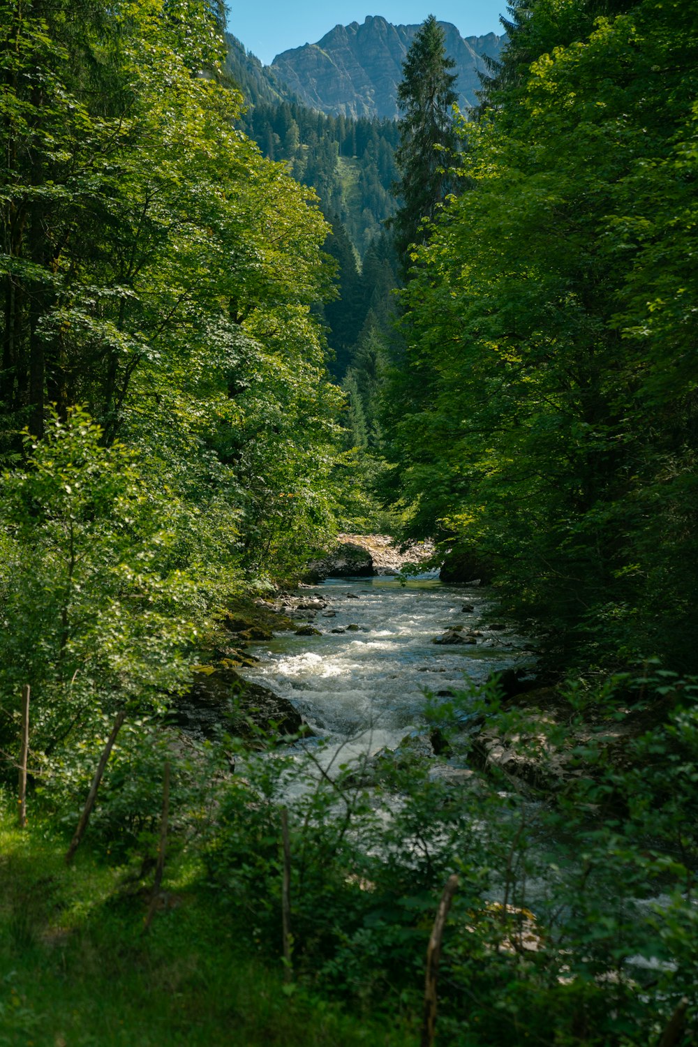 a river running through a lush green forest