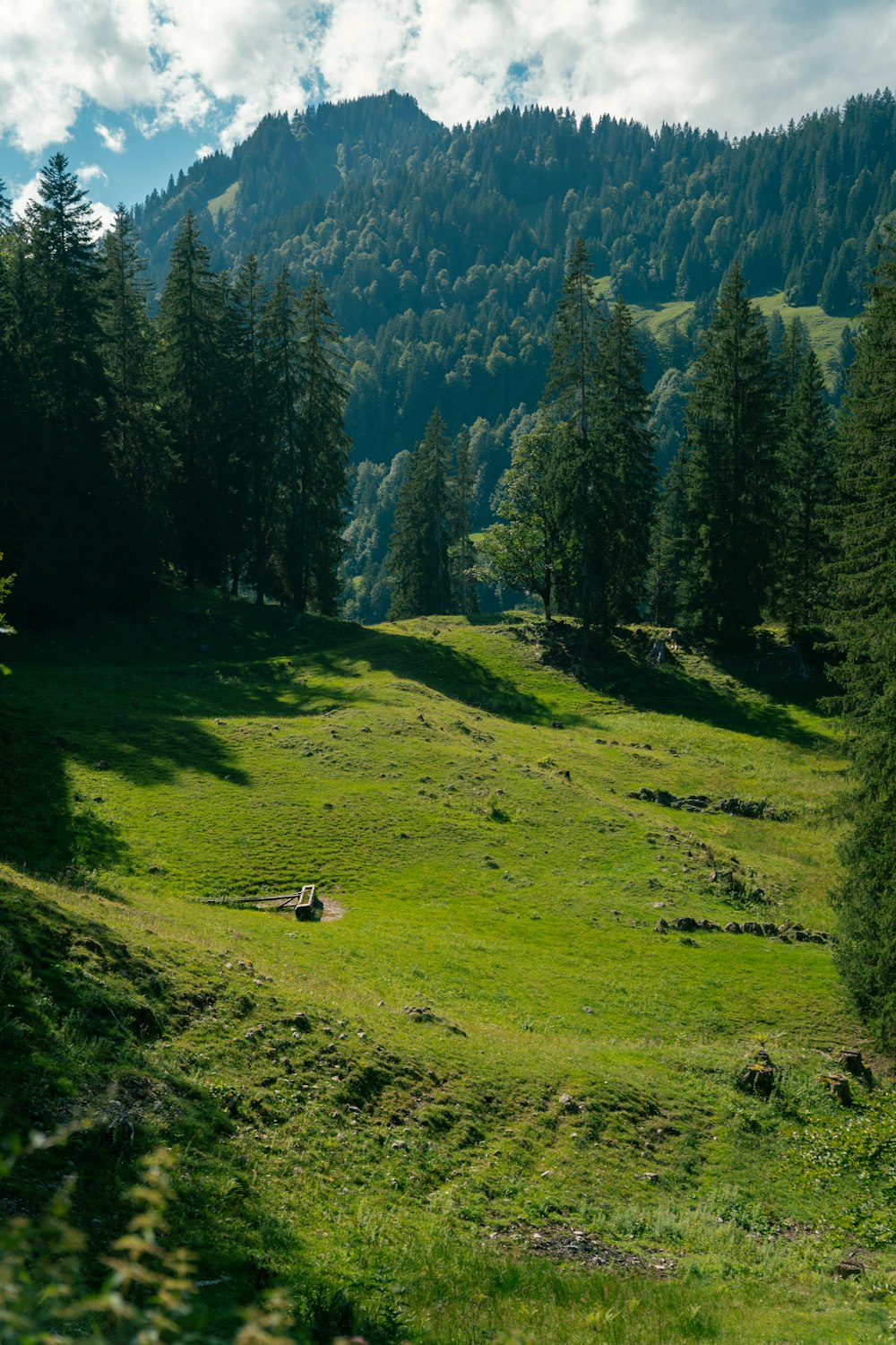 a lush green hillside with a forest in the background