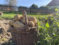 A local farmer proudly holding a basket of fresh produce in a sunlit field.