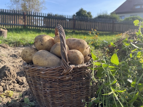 A basket filled with freshly harvested potatoes sits on the ground in a garden. Sunlight illuminates the basket and its contents, casting shadows on the surrounding soil. Green plants and a wooden fence are visible in the background.