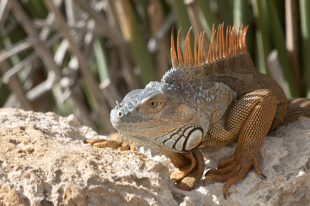 un grand lézard assis au sommet d’un rocher