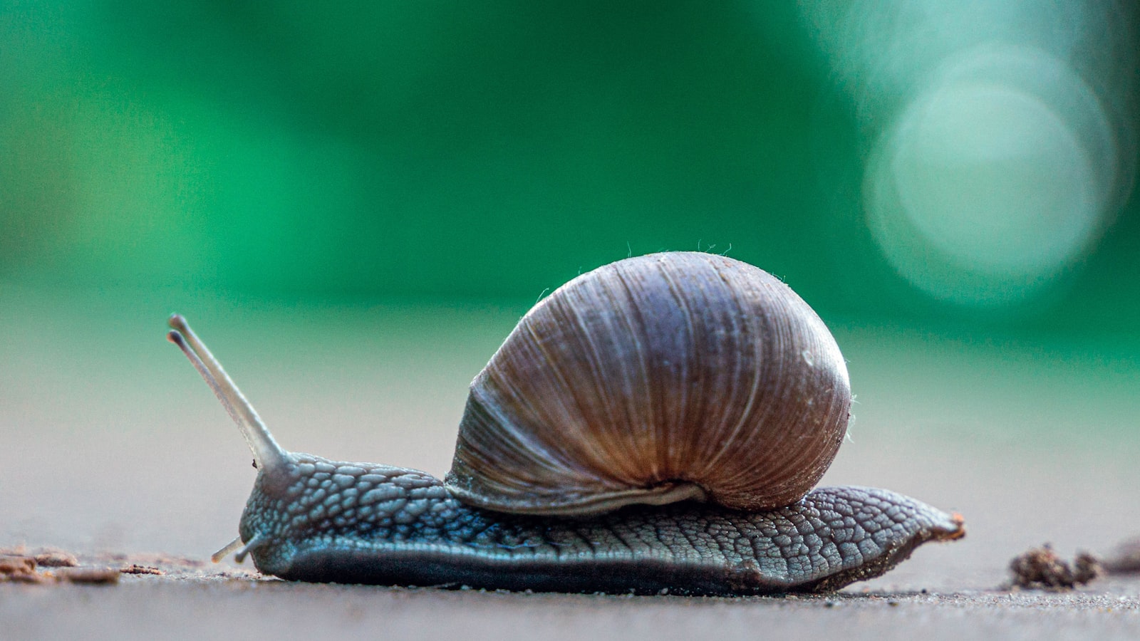 The Persistence of Weeds: Understanding Why They Thrive in Your Lawn
