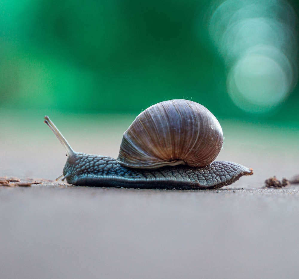 a snail that is sitting on the ground
