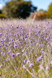 Soft purple wildflowers swaying gently in a summer breeze against a clear blue sky