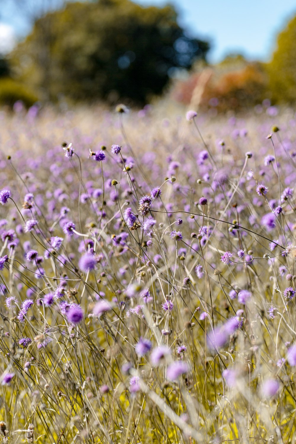 Un campo pieno di fiori viola con alberi sullo sfondo