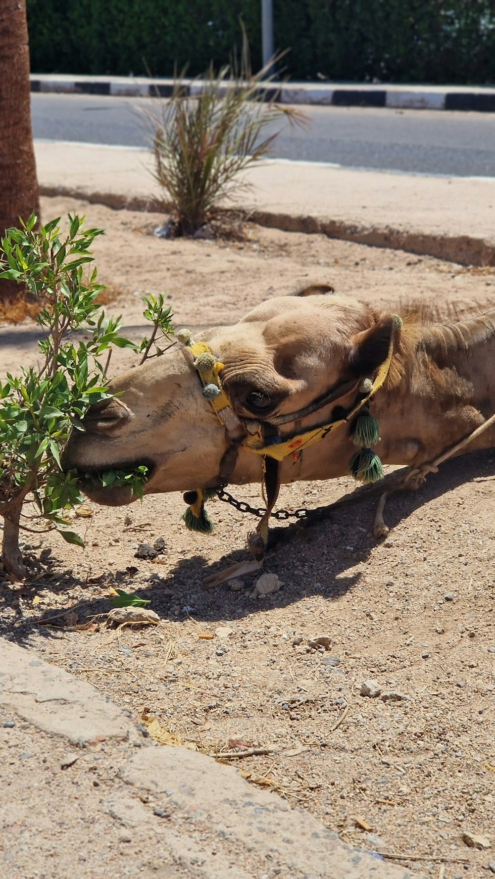 Un chameau mâche un petit arbre