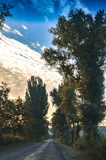 A peaceful rural road lined with tall trees under a soft, cloudy sky