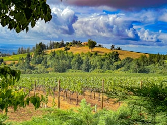 A picturesque landscape of Mount Etna with vineyards.