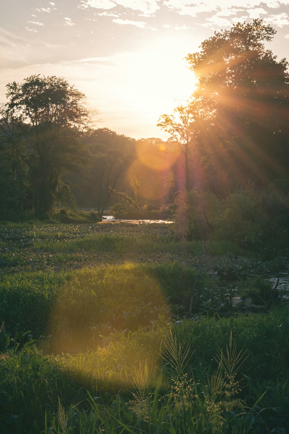 the sun shines brightly through the trees and grass