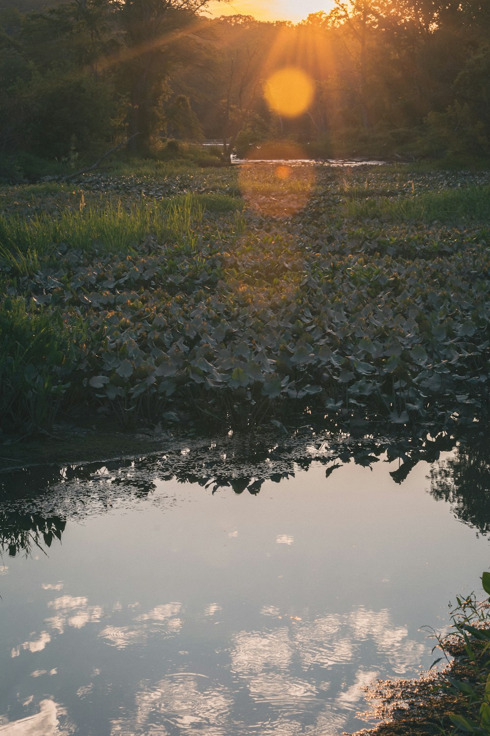 the sun is setting over a small pond