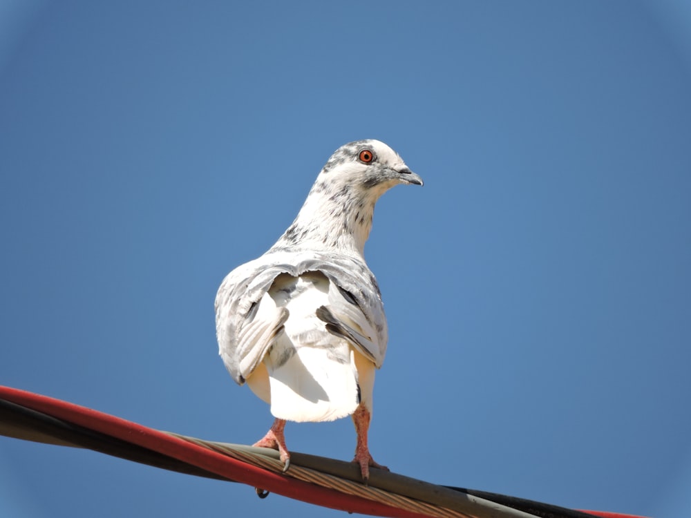 a white and gray bird standing on a red wire