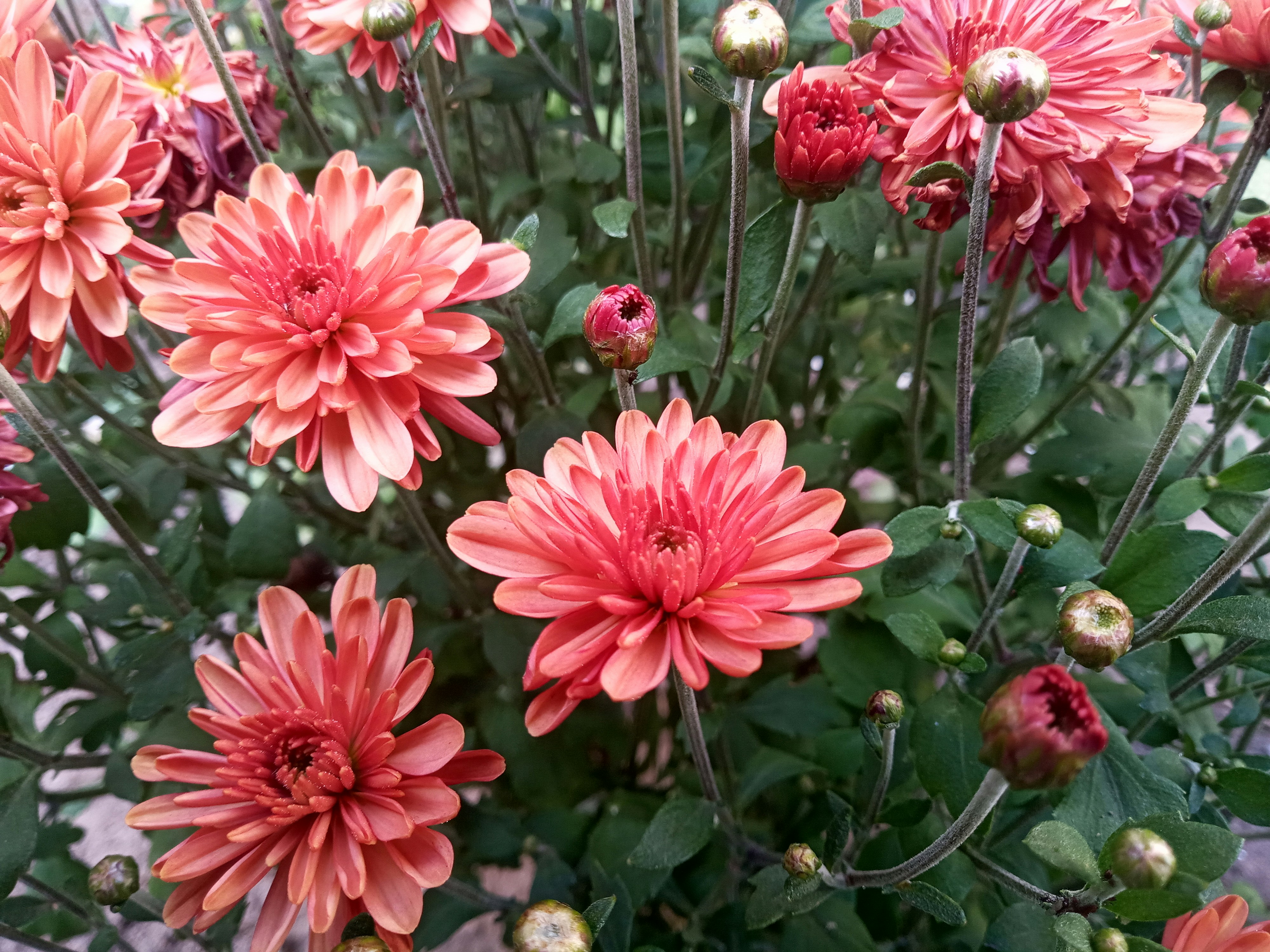Un primo piano di un mazzo di fiori rosa