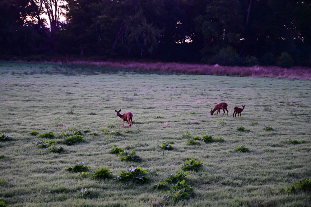 a group of deer standing on top of a grass covered field