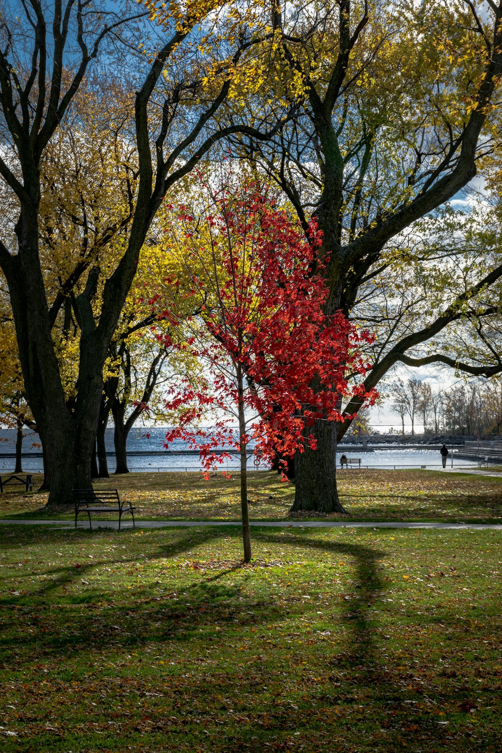 a red tree in the middle of a park