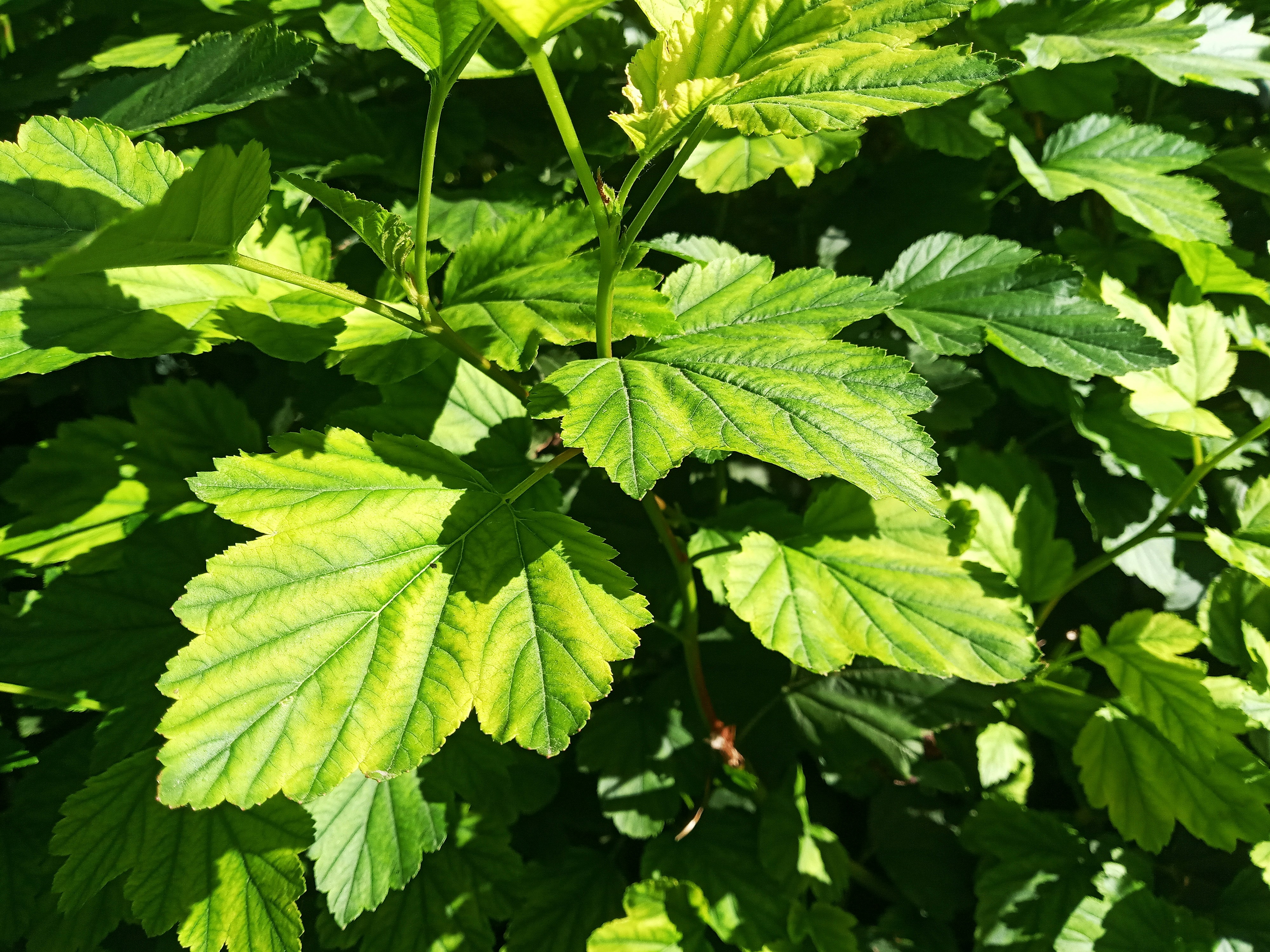 Photo by dmitry_burdakov