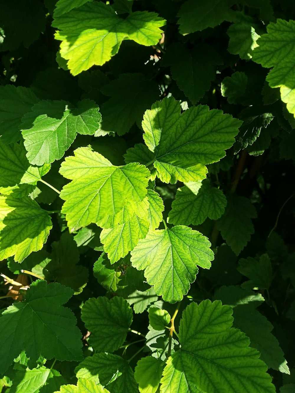 a close up of a green leafy plant