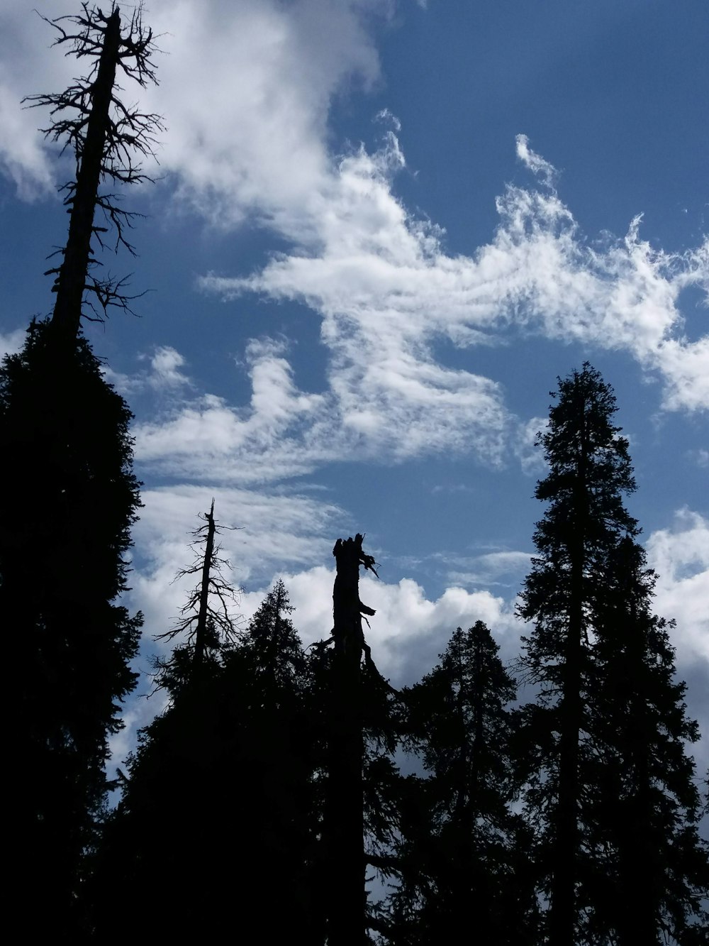 the silhouette of trees against a blue sky with clouds