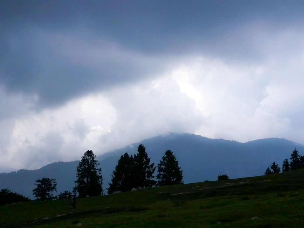 a grassy field with trees and mountains in the background