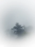 a lone tree in a foggy field